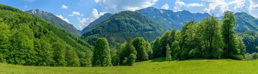 Картина на холсте Лес и горы, арт hd2131801